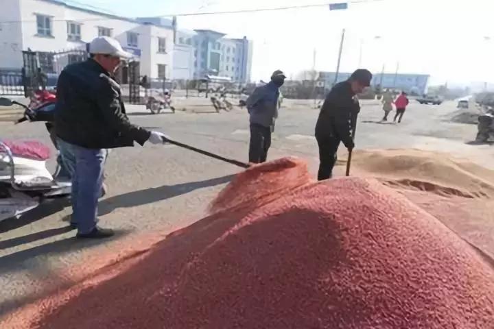 小麦已发生赤霉病怎么办,小麦赤霉病菌的危害和防治方法