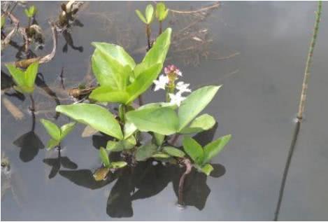 农村里面哪种野草治失眠效果最好,农村路边有助睡眠的草