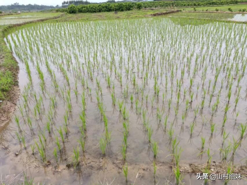 稻地有漏水怎么办,我的稻田渗水太快该咋办