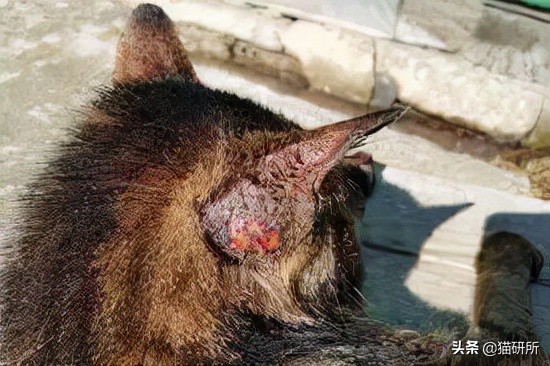 猫咪耳螨怎么治疗才能彻底好,耳螨猫咪用什么药猫咪老是乱动