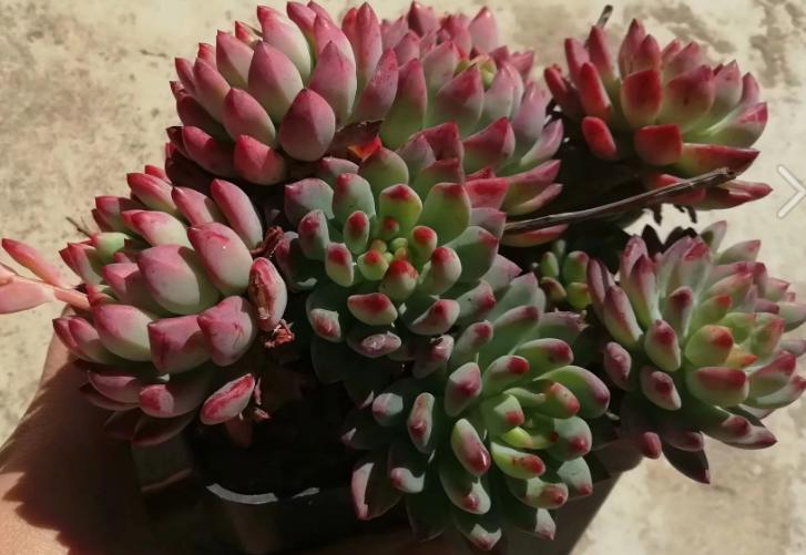 多肉养出状态来有多美？这102种多肉控养上色之后美呆了