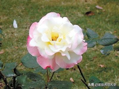 月季叶片斑点,月季叶片发红发黄