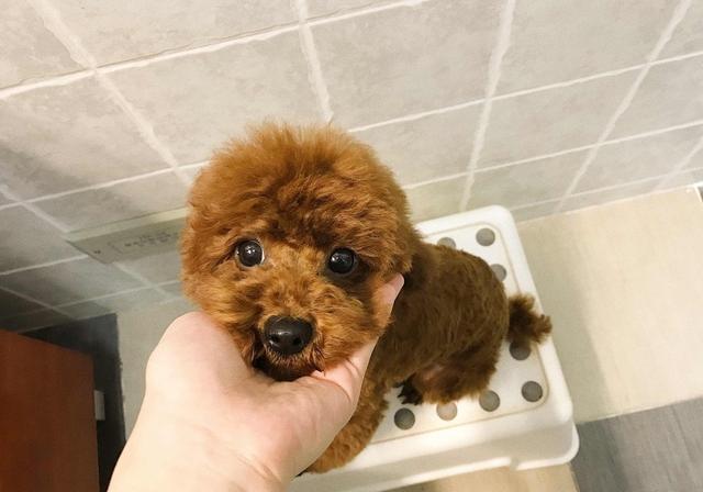 泰迪容易出现的病症有哪些,两个月大的泰迪怎么判断健不健康