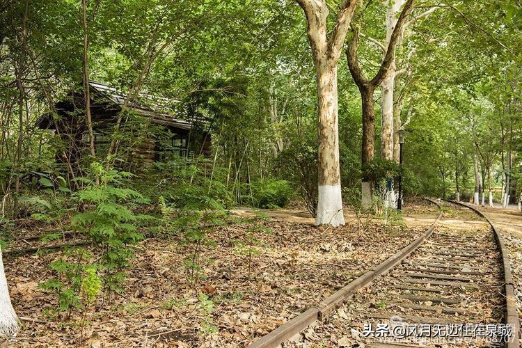 济南的法国梧桐,济南梧桐树美景