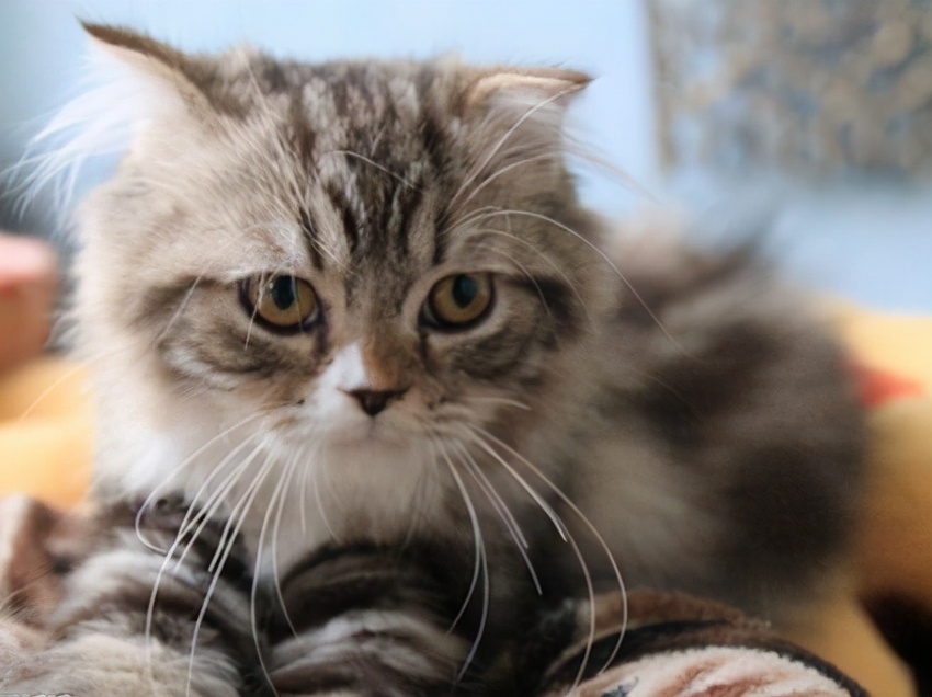 猫咪得猫传腹期间不拉粑粑,猫咪传腹并发猫瘟怎么办