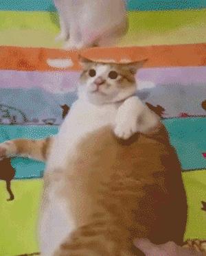 猫咪的尿道阻塞到底是什么？
