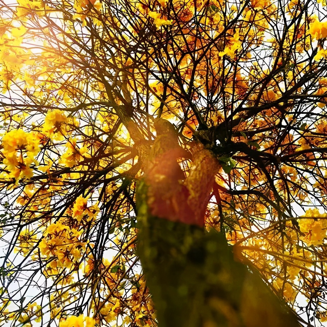 深圳不为人知的好地方,深圳不为人知的美景