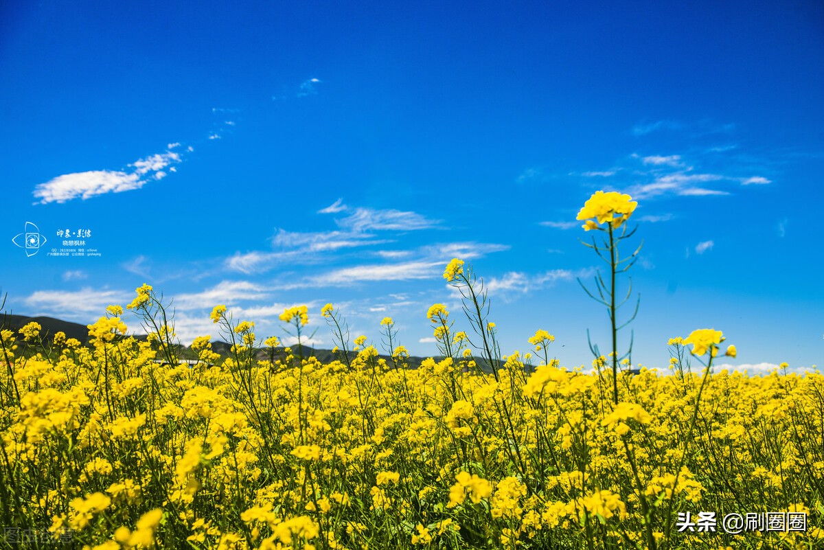 六年级作文一单元变形记范文,六上第一单元作文变形记优秀范文