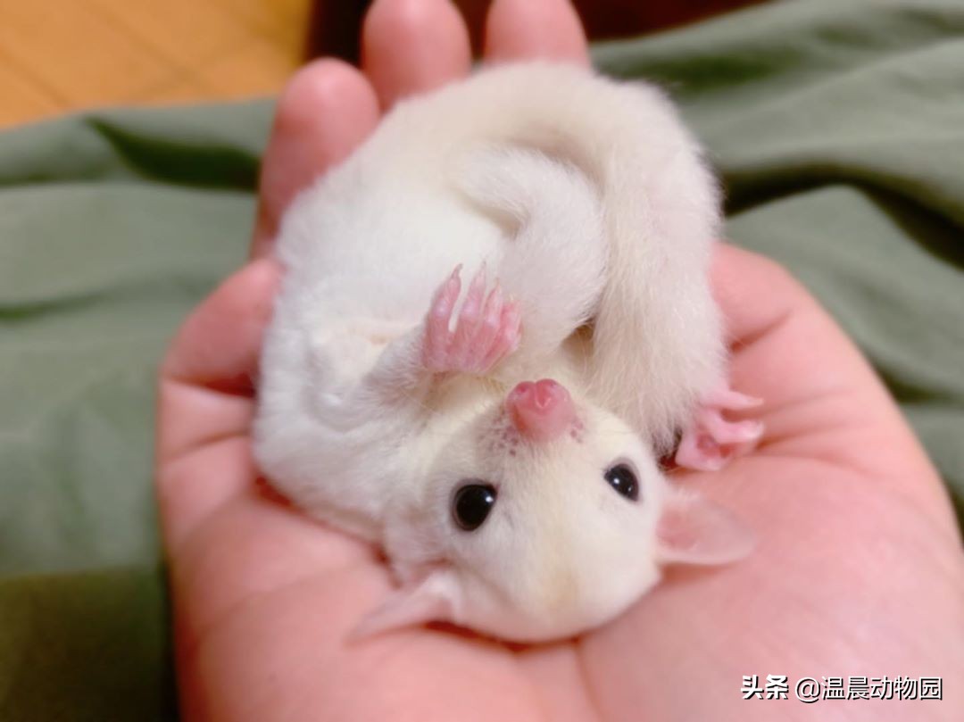 为什么蜜袋鼯一到晚上就怕人,蜜袋鼯刚到家贼凶