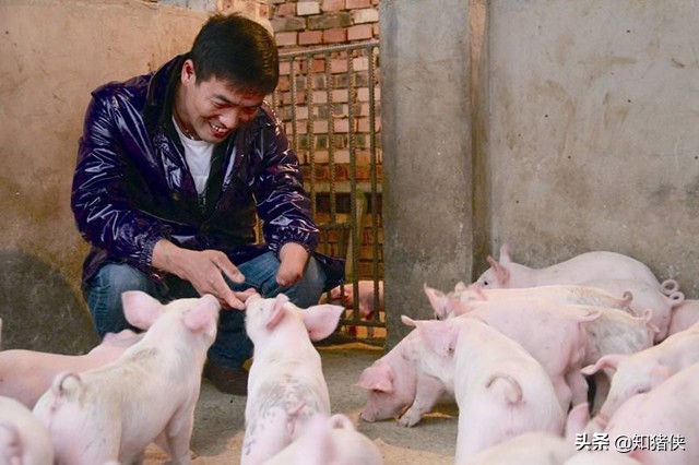 养猪用抗生素,养猪巧用中草药