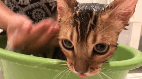 干货｜猫藓的治疗与自救，转发给你身边需要的朋友吧