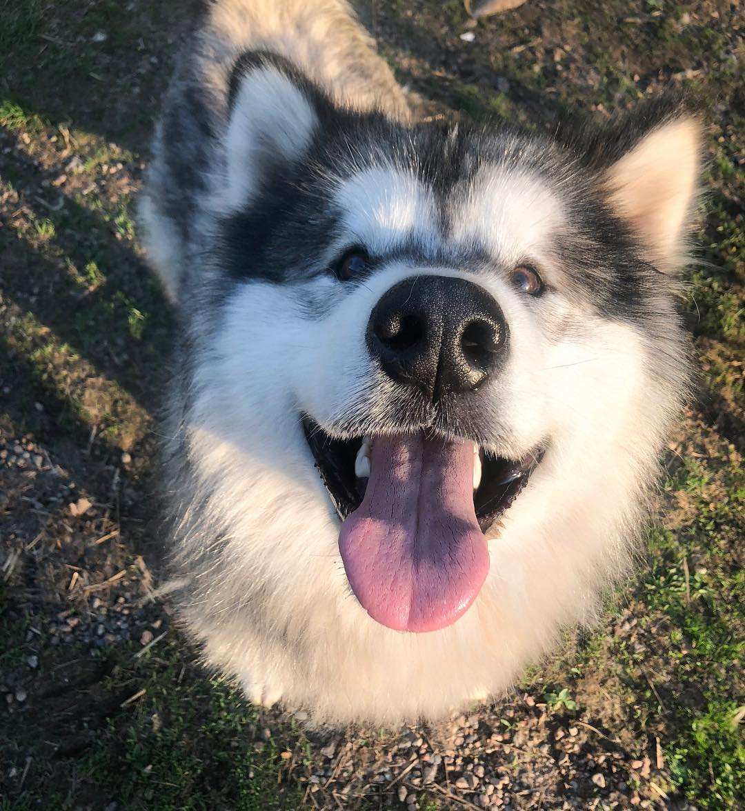 大公犬发情了有什么办法,大白熊发情如何处理