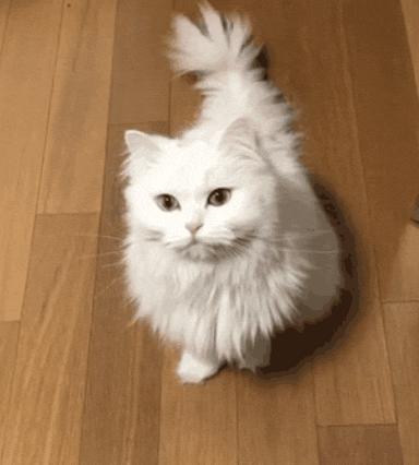 千万别惹俄罗斯猫，真实吓尿了