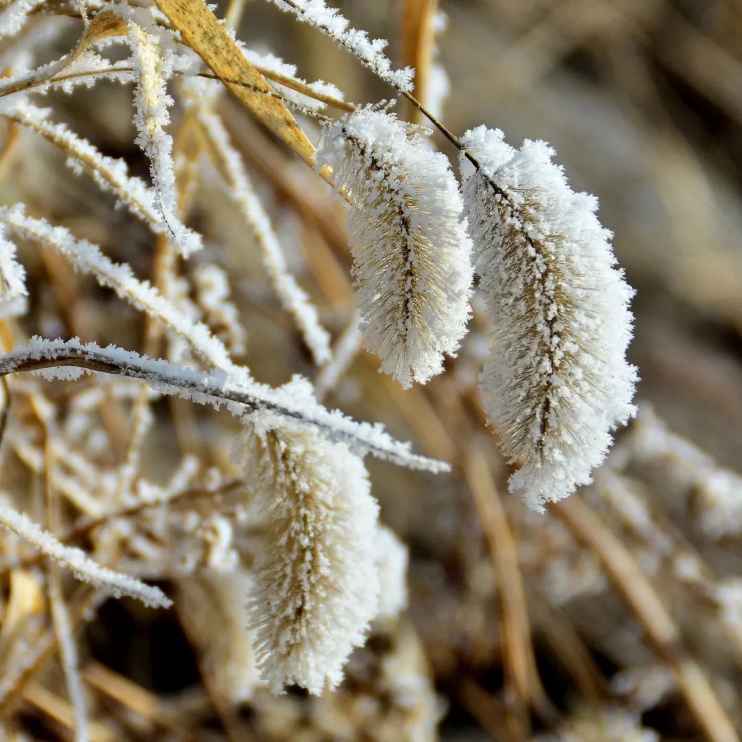 最好看的雾凇,为什么吉林的雾凇最知名