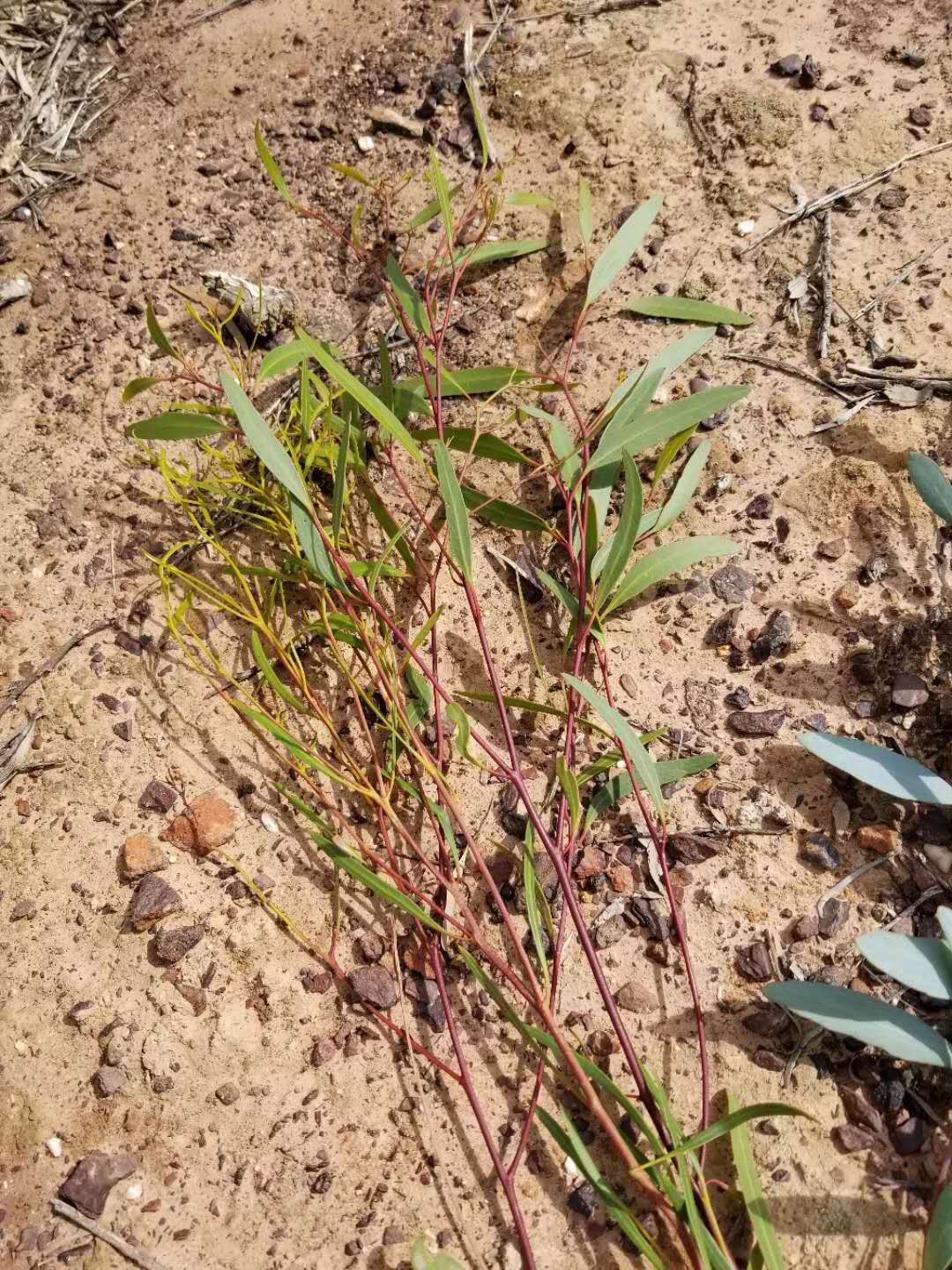 桉树叶精油对人体好吗,桉树精油抗真菌