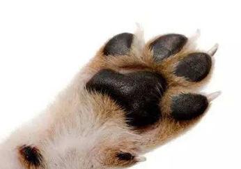 狗狗趾间炎不难治，方法都在这里