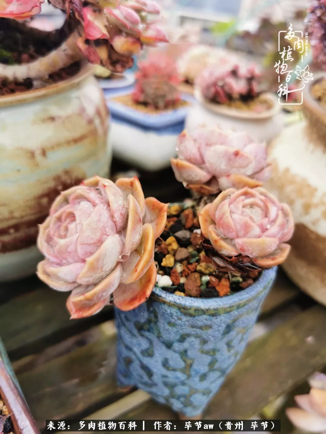 有多少次的会心一笑，全因多肉！那是一种心间流出的甜