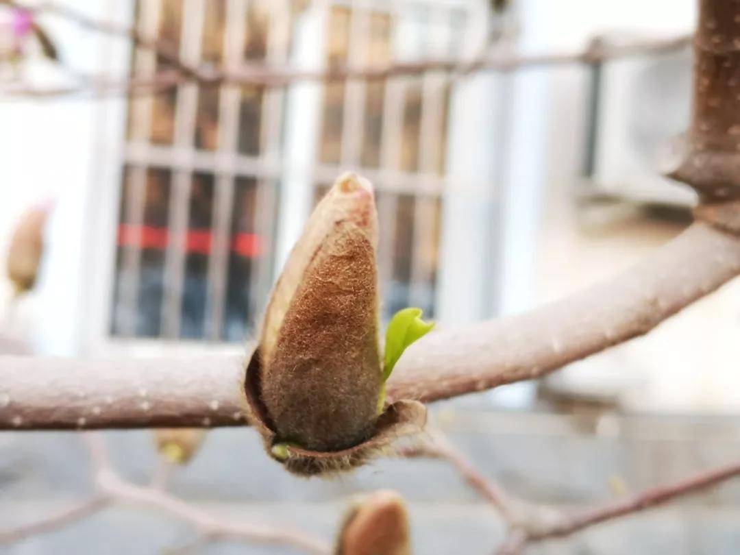 解读中药辛夷,走近中药介绍一款药茶或药酒