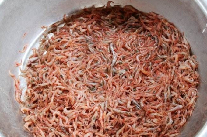 虾米钓鱼钓法,虾米做钓大鲫大鲤的饵料