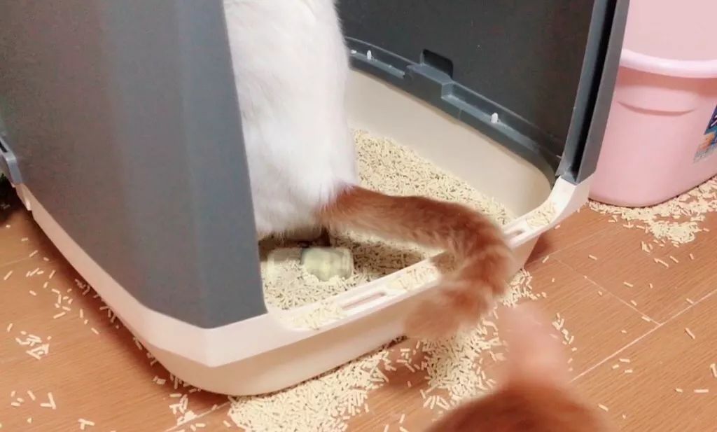 猫咪缺水极易导致尿道问题！一篇文章告诉你泌尿系统疾病到底是啥