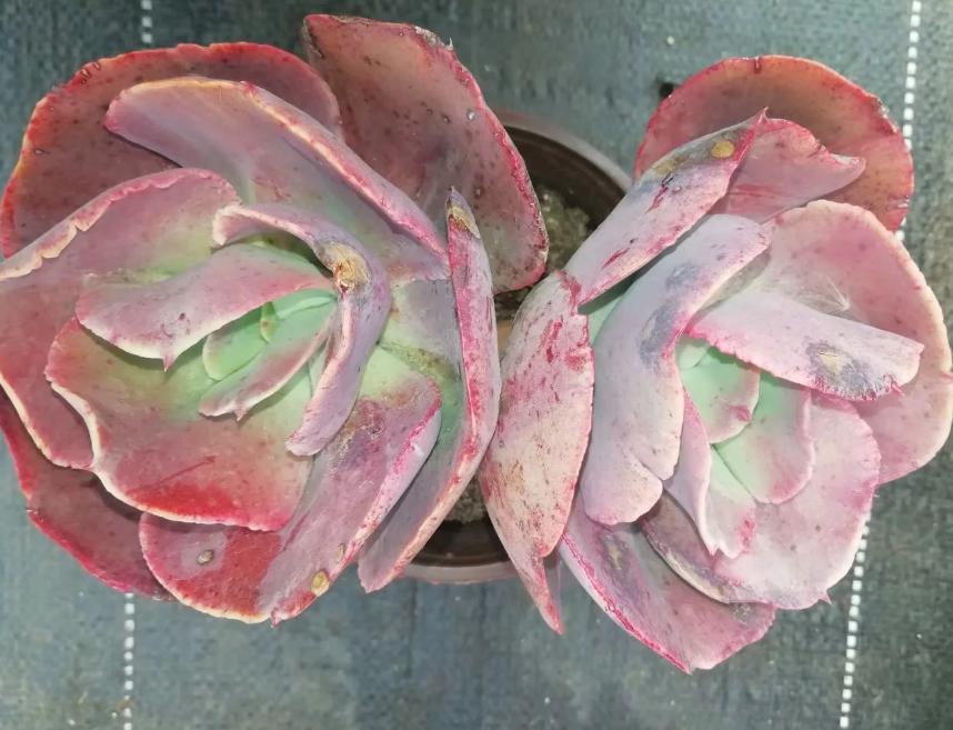 多肉养出状态来有多美？这102种多肉控养上色之后美呆了