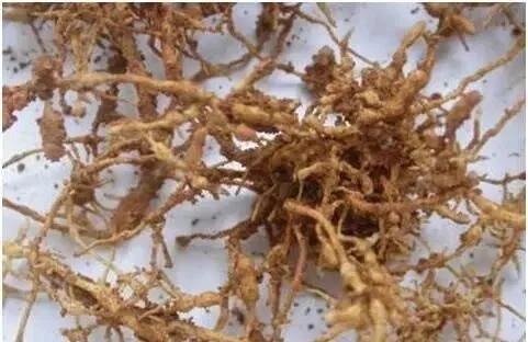 柑橘病虫害最新防治技术,柑橘病虫害详解视频教程