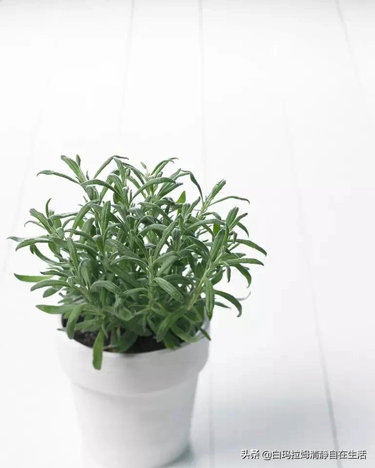 蚊子最讨厌4种花，家里养上一盆，蚊孑不敢进门，你家有吗