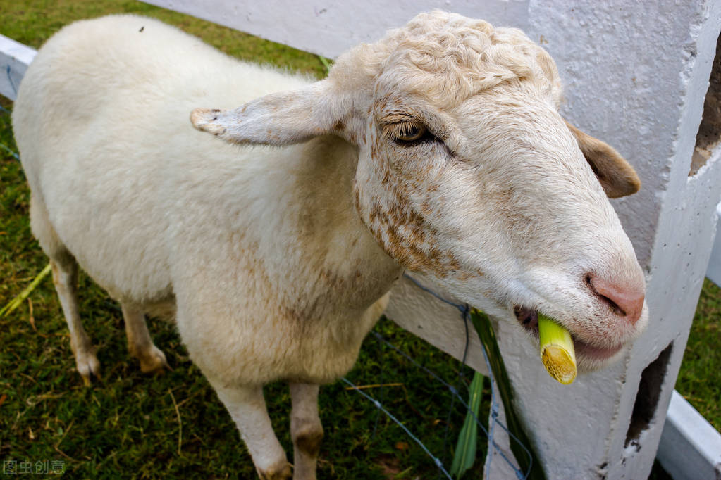羊不反刍用什么方法来治疗,羊不反刍怎么治疗不拉屎站不起来