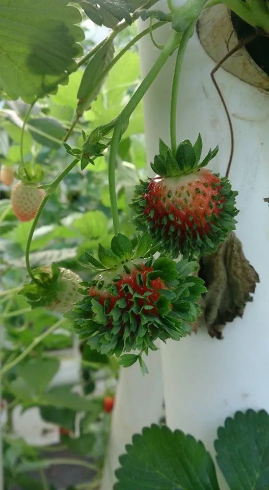 当别的种子匆匆离家，这些种子却在妈妈身上发芽