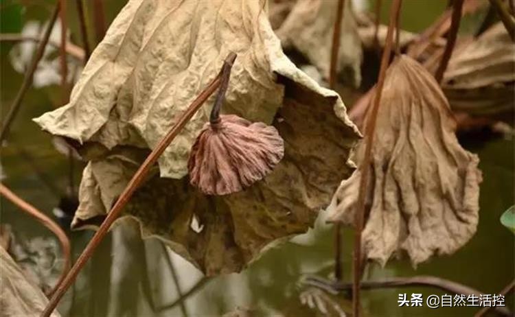 花卉枯萎了怎么办视频教程,花卉蔫了如何救活