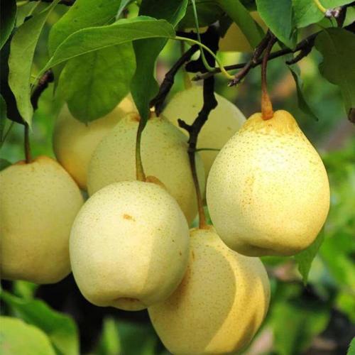 晚秋黄梨种植初次挂果几年,晚秋黄梨幼苗怎样管理