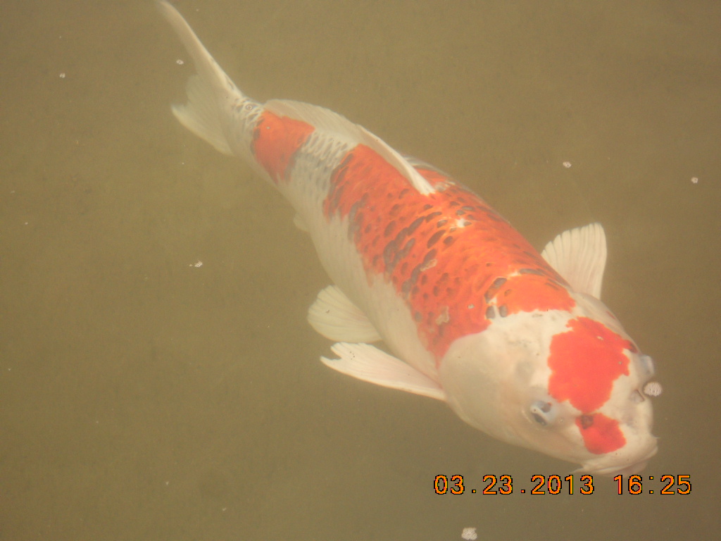 锦鲤池养殖方法图解,锦鲤繁殖全过程纪录片