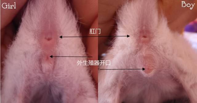 如何学会看猫咪的品相,成年猫咪如何看公母