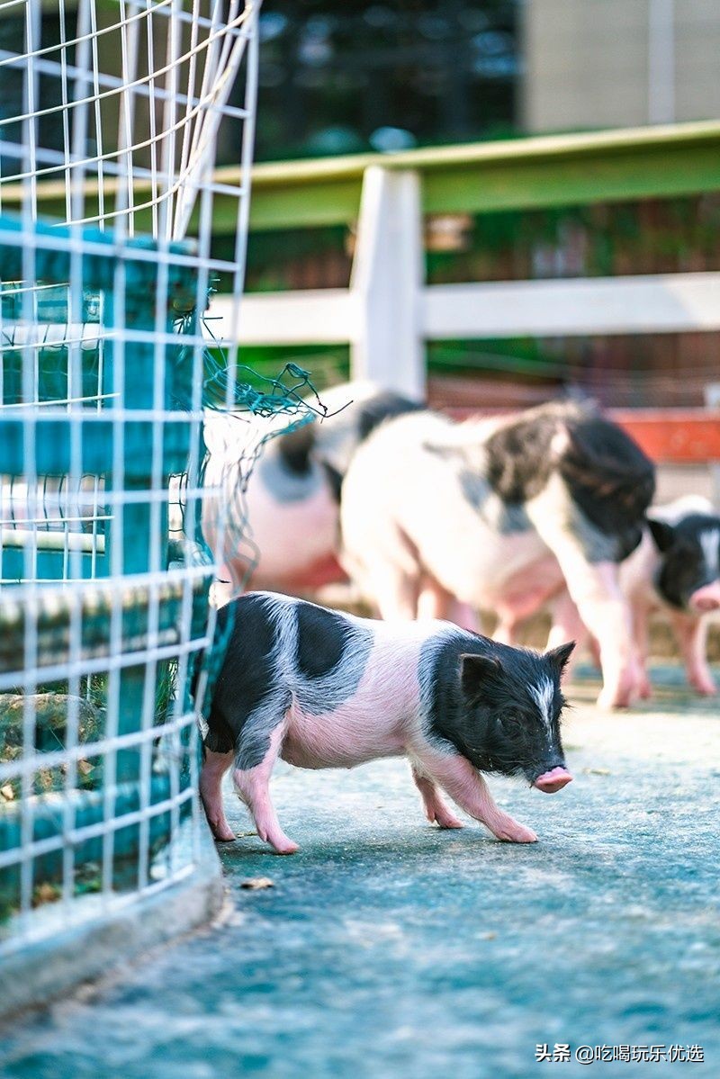 厦门灵玲动物王国大熊猫,厦门马戏团灵玲动物王国观光游览