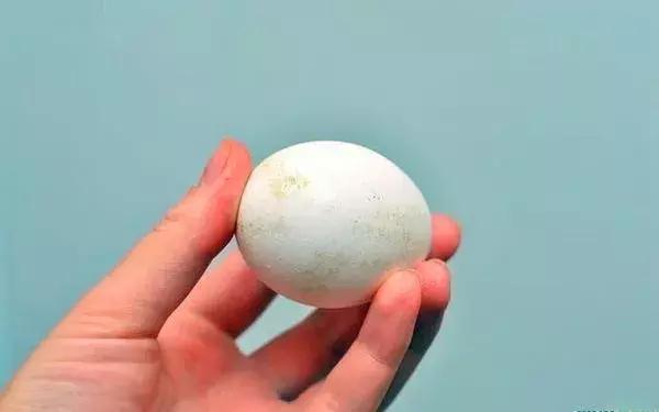 用鸡蛋清去黑头要几分钟,用鸡蛋清去黑头的方法步骤