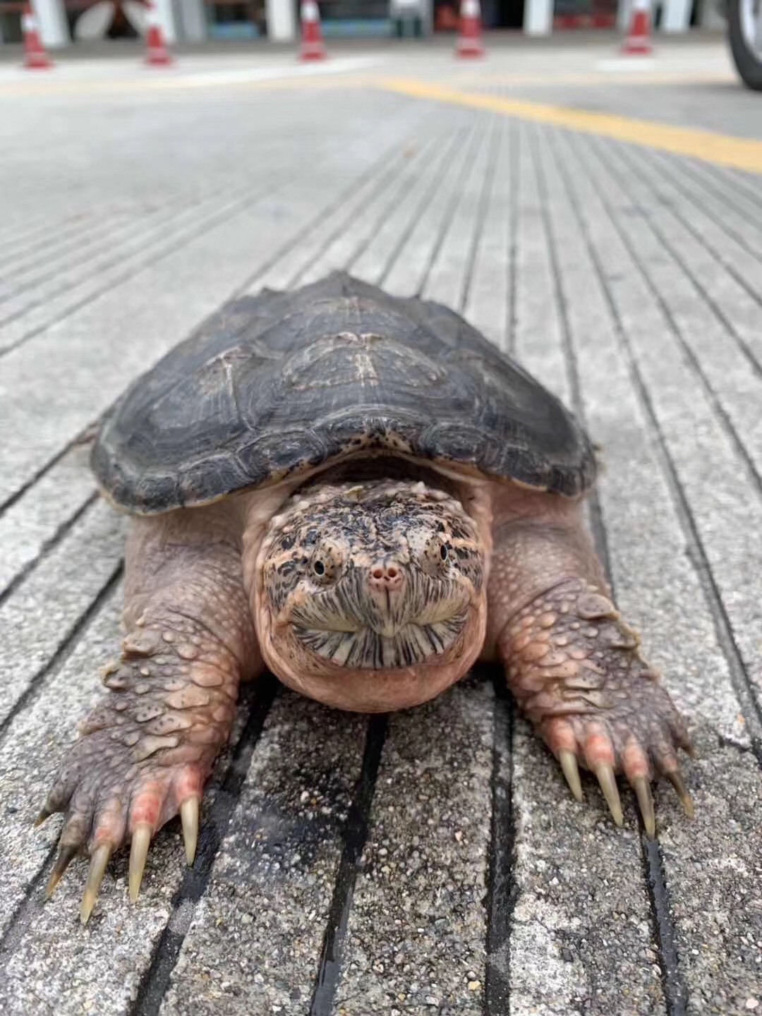 那些年我们一起养过的绿植,那些年我们一起养过的狗子