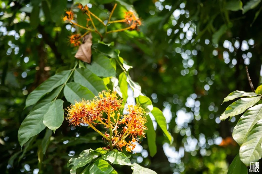 300+万㎡原始森林秘境，天河就有