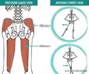 髋关节置换术后长短腿如何康复,髋关节置换术后的长短腿怎样训练