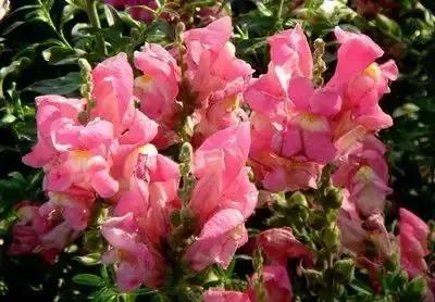 拍摄花的花语,100种摄影基础美学