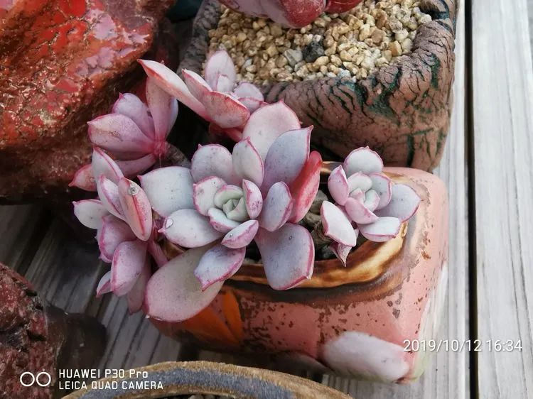 人生就像养多肉一样,人生如同养多肉时间不会怠慢