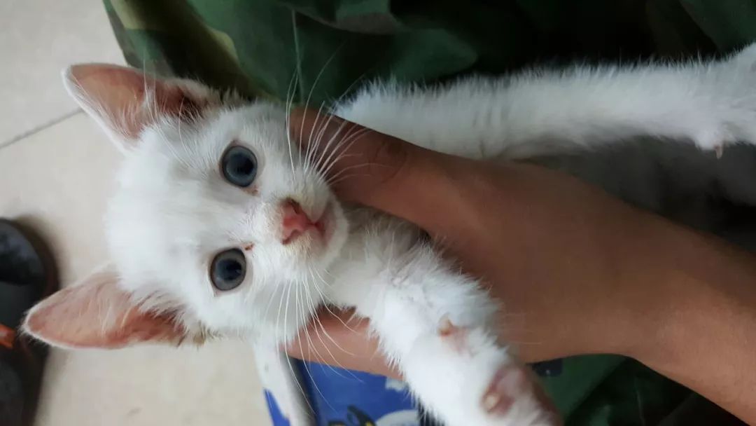 猫奶癣和猫癣分辨,奶藓和猫藓的区别有哪些