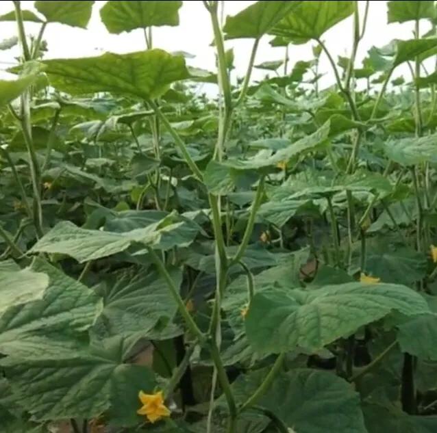 黄瓜为啥结了小瓜就枯了,黄瓜都从根部断了咋回事