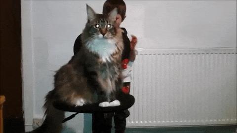 无毛猫是猫界中最贵的吗,最稀有的10种猫咪连土豪都买不起