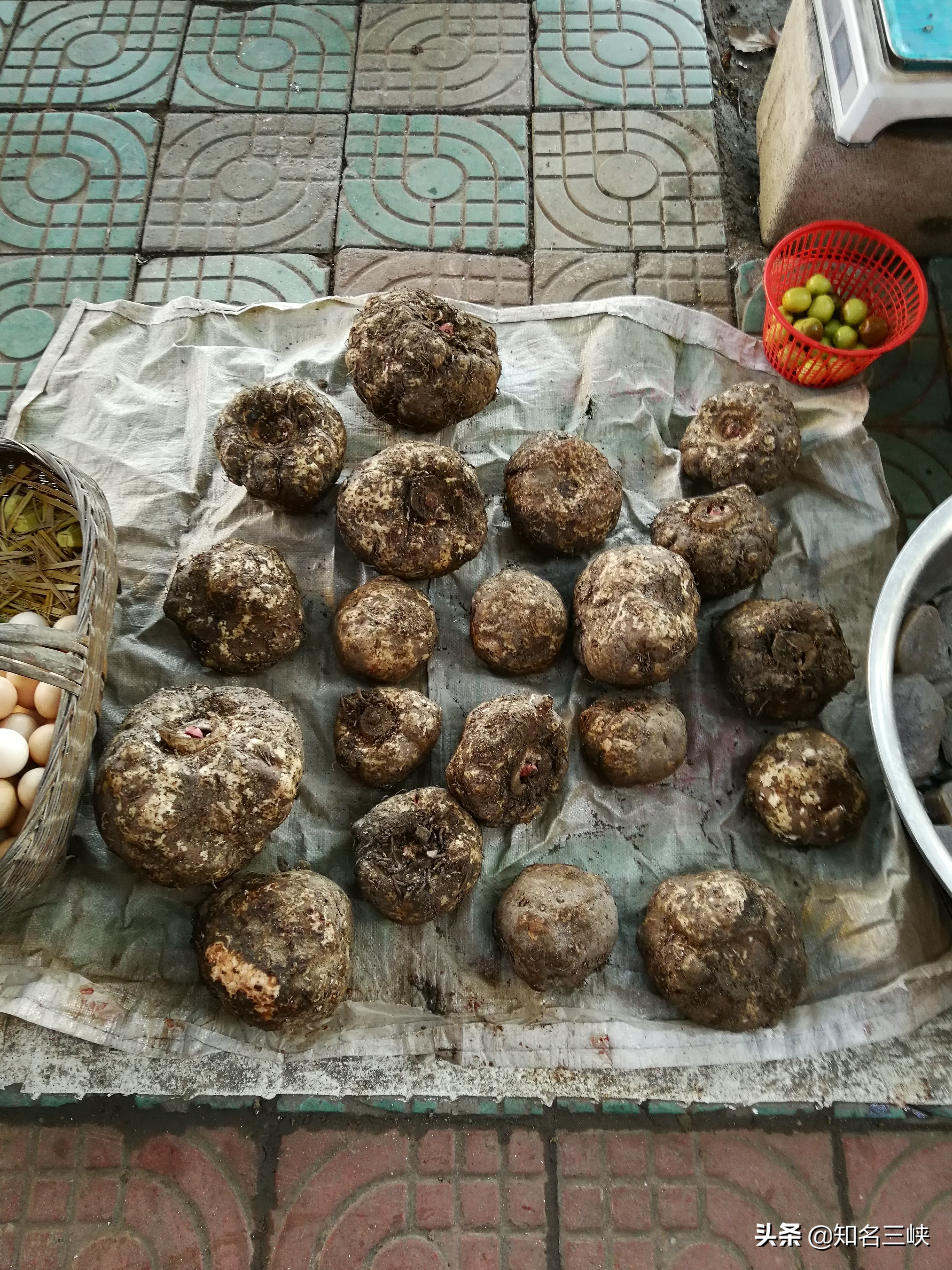 魔芋保健食品,魔芋保健