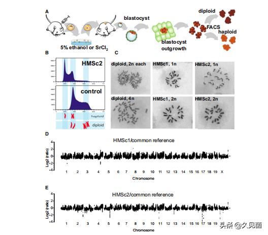 两个卵子能孕育生命吗,两个卵子能不能生育