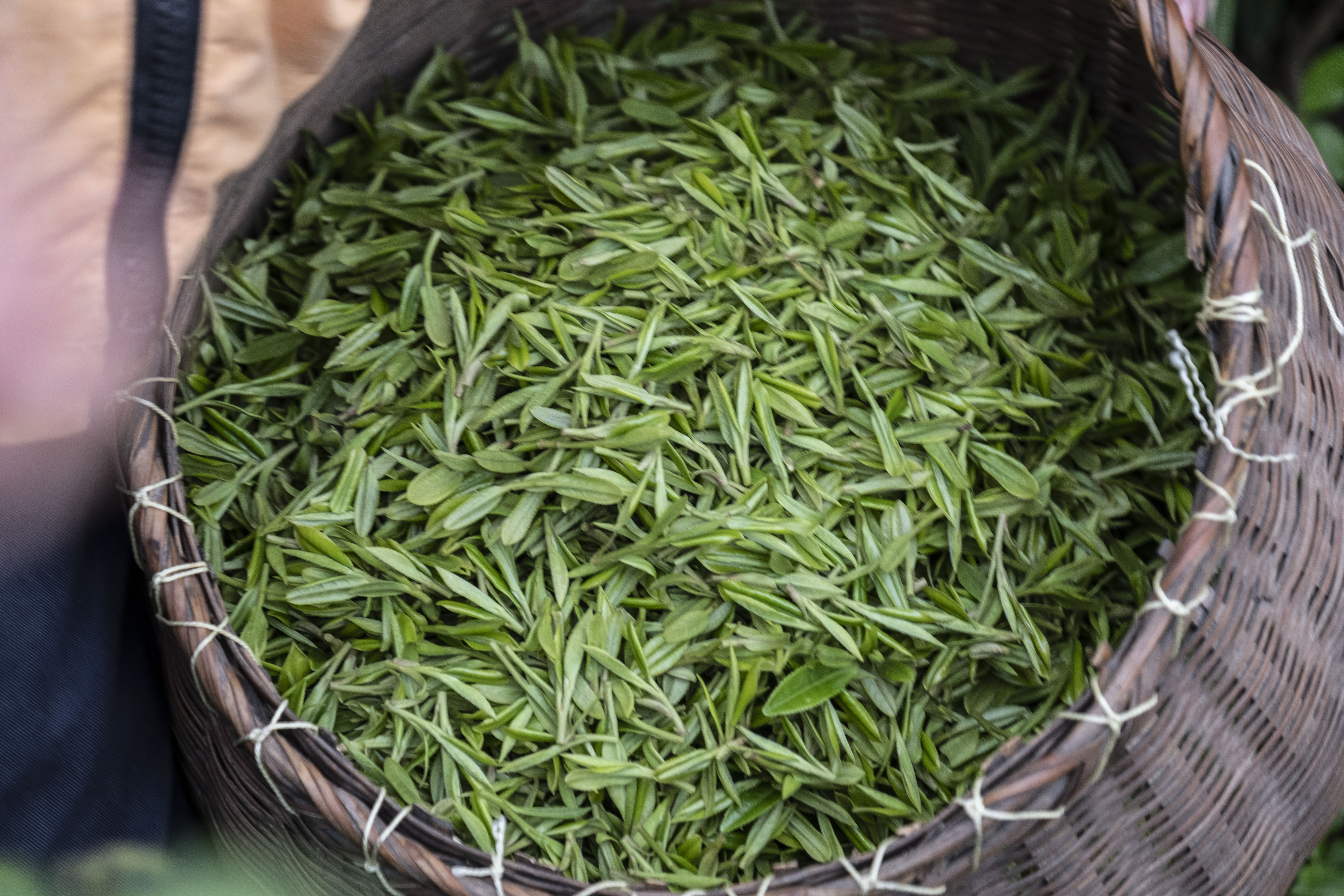 西湖龙井春茶季,龙井茶西湖明前春茶