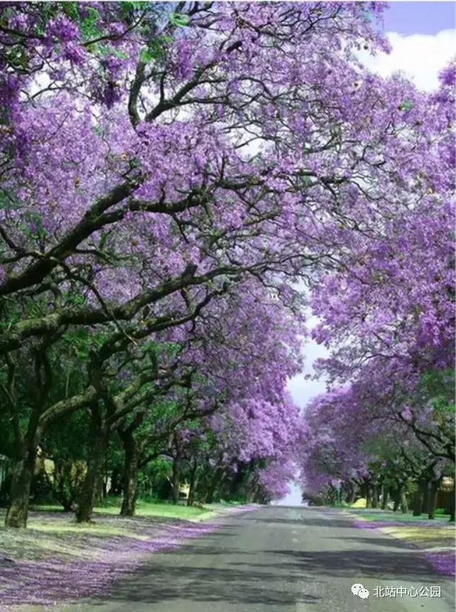 深圳将建8万人专业足球场,全国最大足球公园