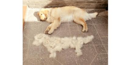 养小金毛的好处,养金毛犬的优缺点及关注事项视频