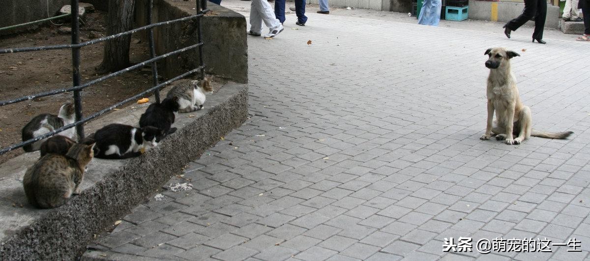 狗狗犯错了怎么教训狗狗,狗狗犯错被打骂会反抗吗