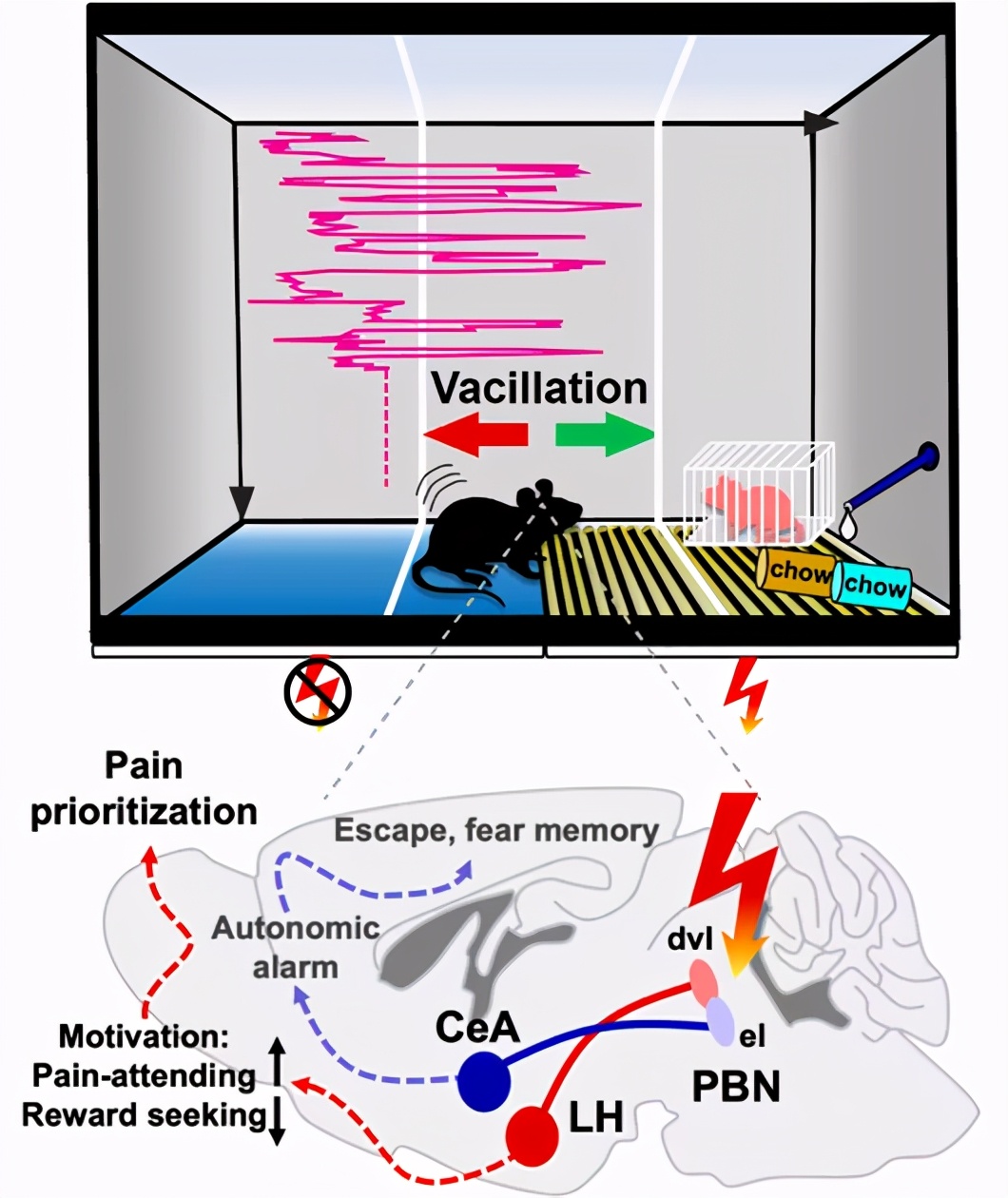 脑科学女性,脑科学日报考试